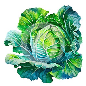 Cabbage isolated on white background. Watercolor illustration, ai generation