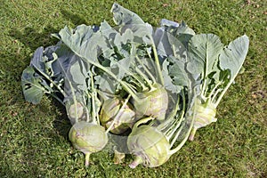 Cabbage of Kohlrabi on grass