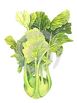 Cabbage kohlrabi with green leaves isolated  on white background. Brassica oleracea. Organic healthy food. Fresh vegetable