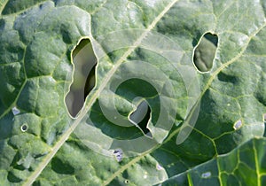 Cabbage leaf affected by pests in the garden