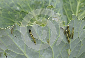 Cabbage Leaf Attacked by Caterpillar Worms