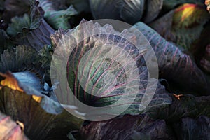 Cabbage leaf close up. Textured leaf of red cabbage. Macro photo. Photo for background.