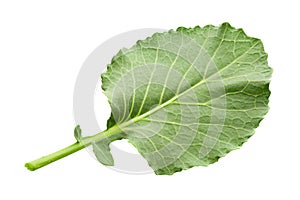 Cabbage leaf isolated