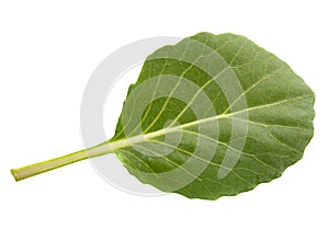 Cabbage leaf isolated
