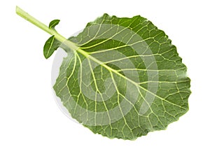 Cabbage leaf isolated