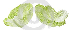 Cabbage leaf isolated