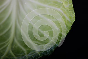 cabbage leaf in macro photography with its ramifications