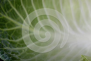 cabbage leaf in macro photography with its ramifications