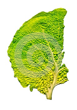 Cabbage leaf structure