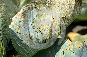 Cabbage leaf was eaten by aphids in the garden. Concept of gardening and vegetable growing, fight against parasites, aphids