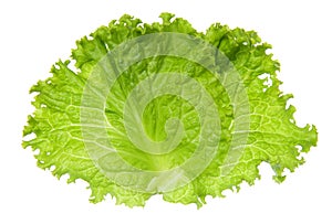 Cabbage leaf on white background