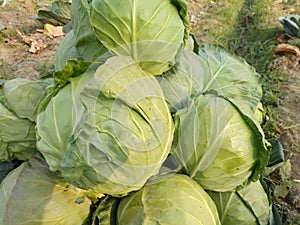 Cabbage is a leafy green, red, or white biennial plant grown as an annual vegetable crop for its dense-leaved heads