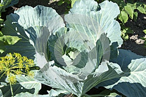 Cabbage leaves. Cabbage does not curl up into a head of cabbage. Unripe vegetables in the garden bed