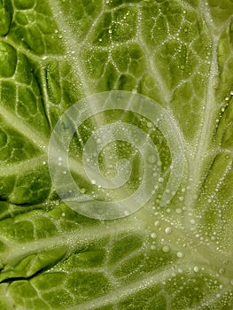 Cabbage leaves covered with drops