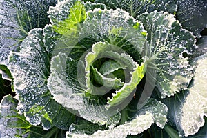Cabbage leaves are covered with frost