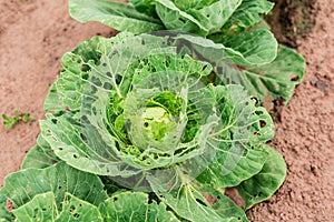 The cabbage leaves damaged by garden caterpillars pests