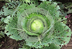 Cabbage leaves are damaged by slugs