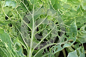 Cabbage leaves are damaged by slugs