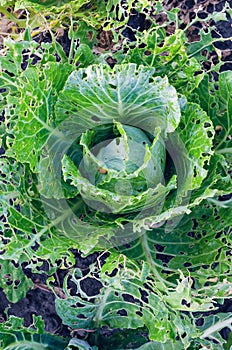 Cabbage leaves eaten by slugs, parasite spoils the harvest