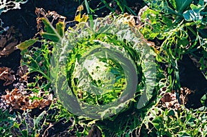 Cabbage leaves eaten by slugs, parasite spoils the harvest