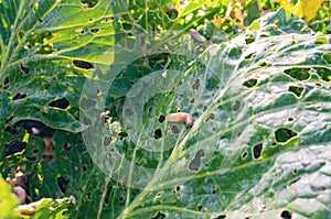 Cabbage leaves eaten by slugs, parasite spoils the harvest