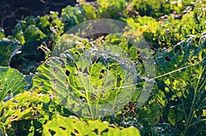 Cabbage leaves eaten by slugs, parasite spoils the harvest