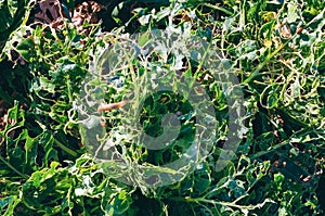 Cabbage leaves eaten by slugs, parasite spoils the harvest