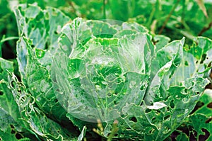 Cabbage leaves eaten by slugs, parasite spoils the harvest