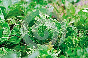 Cabbage leaves eaten by slugs, parasite spoils the harvest