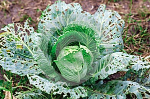 Cabbage leaves eaten by slugs, parasite spoils the harvest