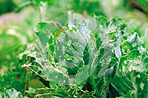 Cabbage leaves eaten by slugs, parasite spoils the harvest