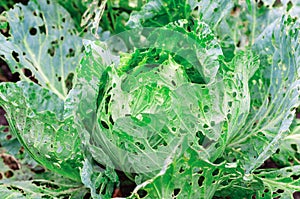 Cabbage leaves eaten by slugs, parasite spoils the harvest