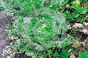 Cabbage leaves eaten by slugs, parasite spoils the harvest