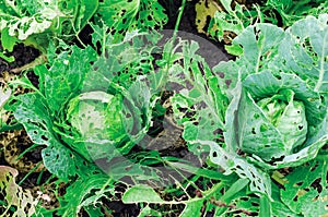 Cabbage leaves eaten by slugs, parasite spoils the harvest