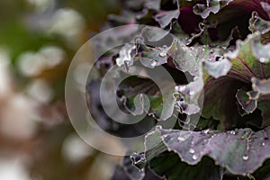 Cabbage leaves with raindrops. Green leaves with water drops.