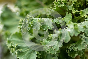 Cabbage leaves with raindrops. Green leaves with water drops.