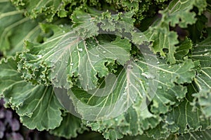 Cabbage leaves with raindrops. Green leaves with water drops.