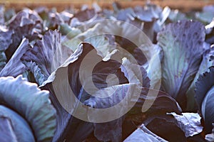 Cabbage leaves. Red cabbage in field. Autumn harvest of vegetables. Agricultural work. Vegetable crops. Collecting