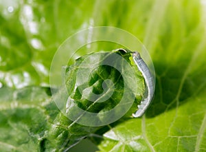 Cabbage Looper, cabbage worm, moth family Noctuidae Caterpillar