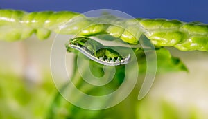 Cabbage Looper, cabbage worm, moth family Noctuidae Caterpillar photo