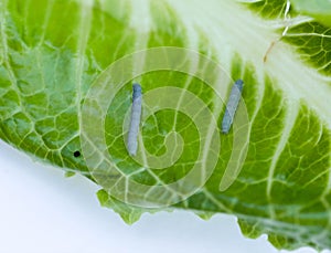 Cabbage Looper, cabbage worm, moth family Noctuidae Caterpillar photo