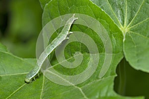Cabbage looper caterpillar close up near Pune, Maharashtra, India photo