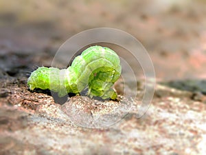 Cabbage Looper caterpillar photo