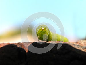 Cabbage Looper caterpillar 1 photo