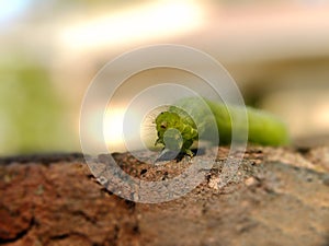 Cabbage Looper Caterpillar 3 photo