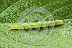 Cabbage looper moth caterpillar.Family Noctuidae, referred to as owlet moths, Trichoplusia ni, Satara photo