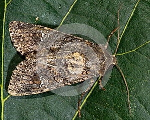 Cabbage moth moth (Mamestra brassicae)