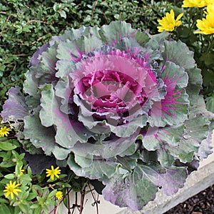 Cabbage, ornamental, flower, purple