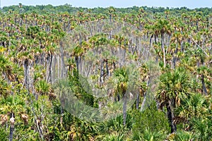 Cabbage palm hammock Sabal palmetto in Weekiwachee Wildlife Management Area - Spring Hill, Florida, USA
