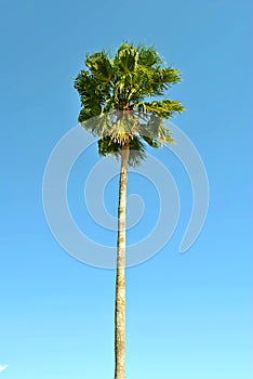 Cabbage palm tree